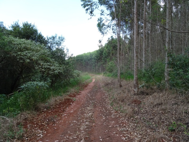 Camino a metros de la confluencia. Path at few meters from confluence