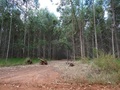 #6: Acceso al bosque. Access to forest