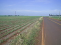 #8: A estrada asfaltada passa a 148 metros da confluência - paved road passes 148 meters to the confluence