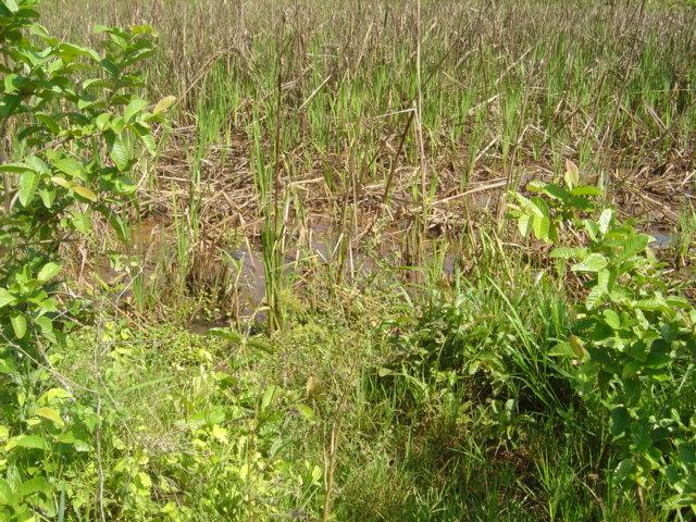 Swamp area