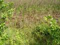 #8: Swamp area
