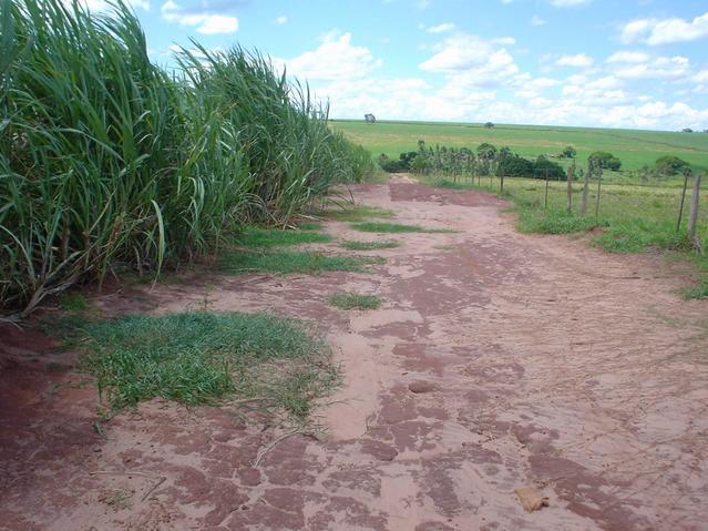 View of the confluence just between the fence and the cane. Note the grass.