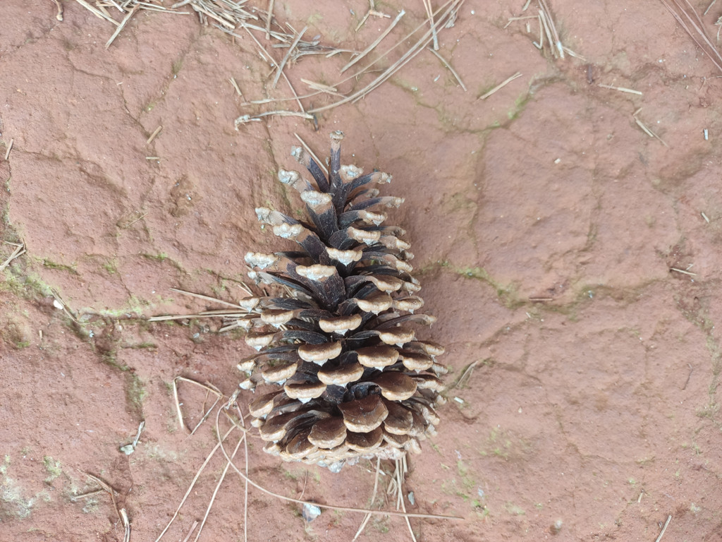 Pinhas espalhadas por todos os lados - conifer cones spread all around