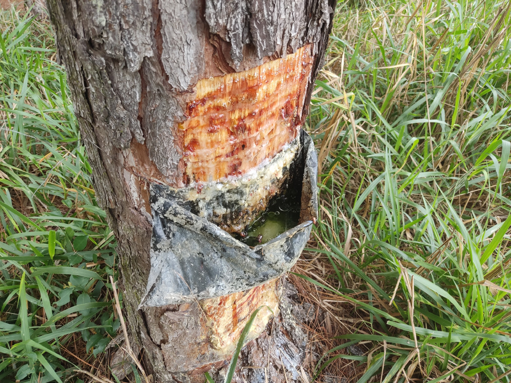 Coleta de resina do pinheiro - collecting resin from the pine tree