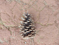 #11: Pinhas espalhadas por todos os lados - conifer cones spread all around