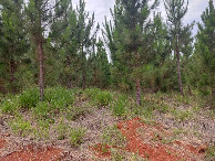 #5: Vis&atilde;o sul - south view