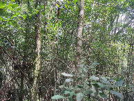 #5: Vis&atilde;o sul - south view