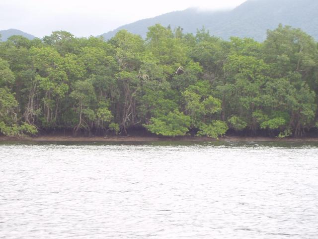 Confluence located 90 m inside the mangroves.