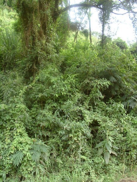 Another View (Lots of Trees)