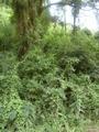 #2: Another View (Lots of Trees)