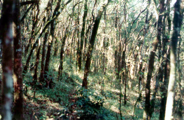 General view - Vista do bosque