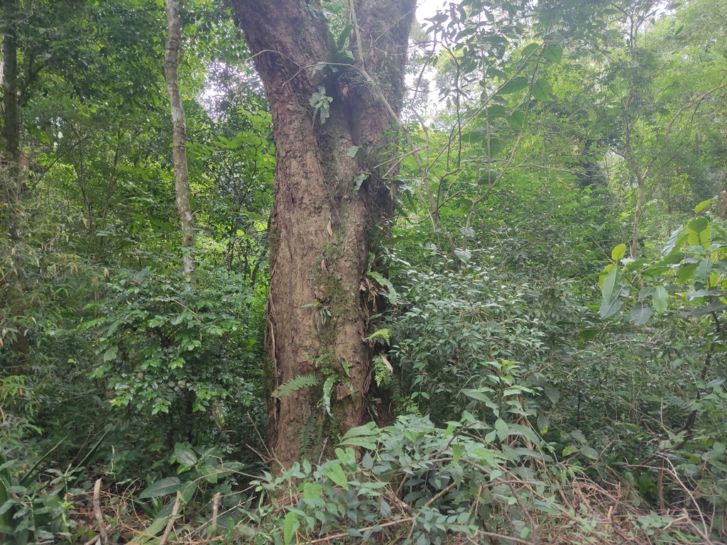 Vis&atilde;o sul e conflu&ecirc;ncia 91 metros adiante - south view and confluence 91 meters ahead