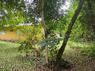 #4: Vis&atilde;o leste - east view