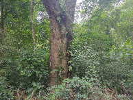 #5: Vis&atilde;o sul e conflu&ecirc;ncia 91 metros adiante - south view and confluence 91 meters ahead