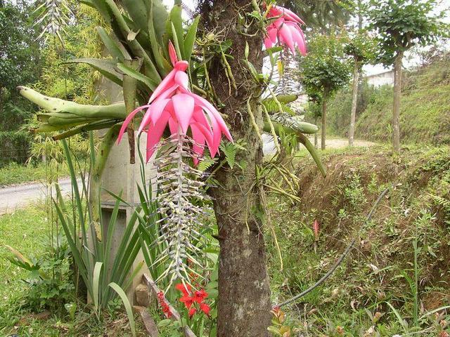 A Bromeliaceae Billbergia Zebrina