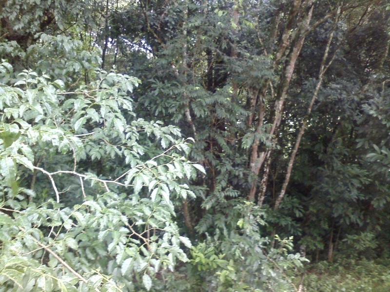 Visão leste - east view - vista este