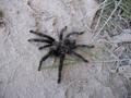 #9: A bird spider