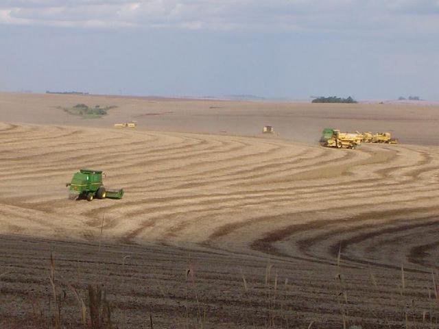 Combines harvesting soya beans near the CP