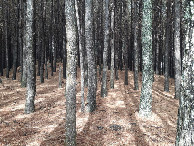 #9: Floresta próxima à confluência - forest near the confluence