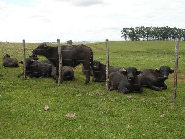 Buffalos