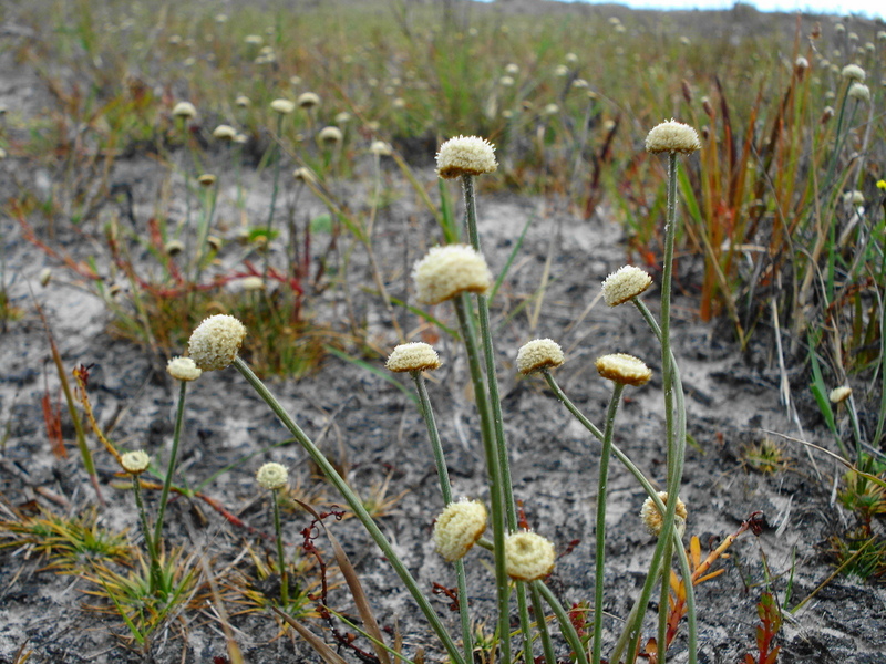 Vegetation of restinga and turf