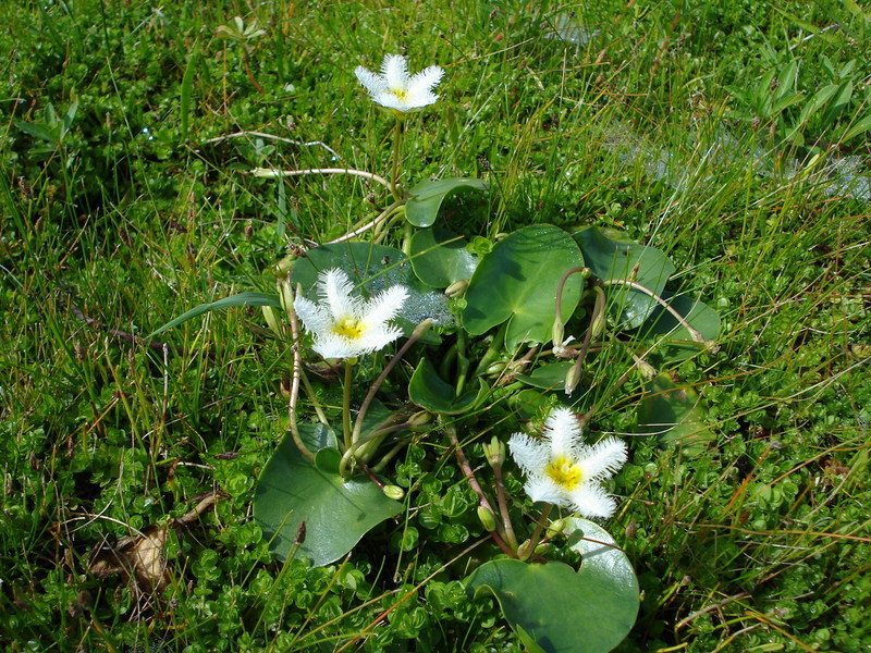 Vegetation of restinga and turf