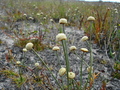 #10: Vegetation of restinga and turf