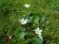 #9: Vegetation of restinga and turf