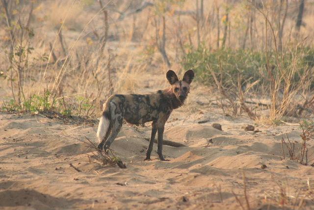 Wild dog in Kaudom, October 05