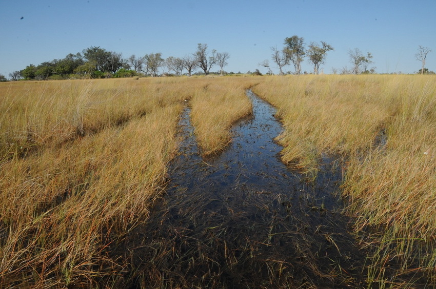 Looking toward the confluence point with clear hippo tracks