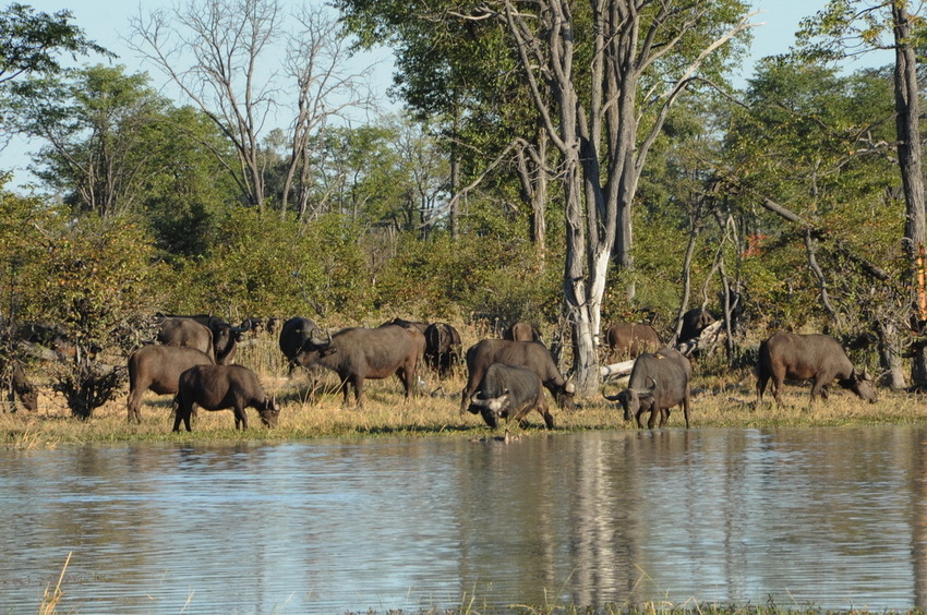 Wild buffaloes