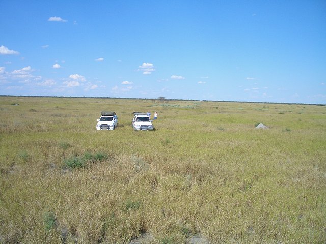 The Savuti Marsh - End of cutline on horizon