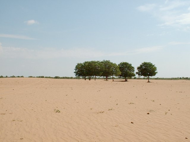 Nearby cattle post