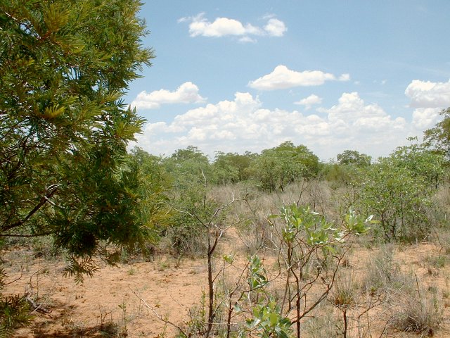 Looking West