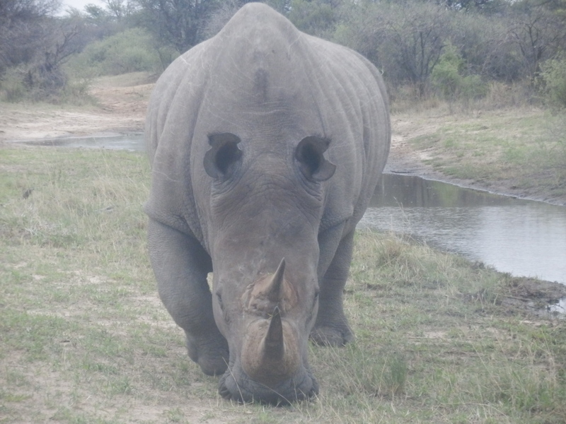 Approaching Rhino