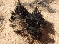 #9: Burnt bundle of grass at the Confluence