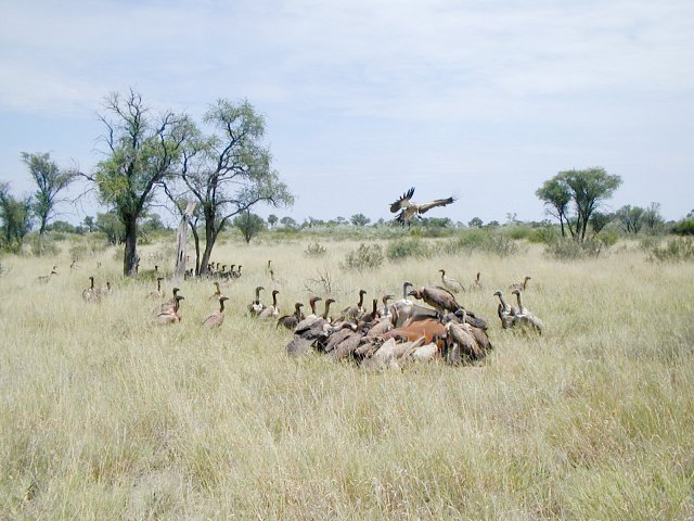 Vultures on fresh roadkill