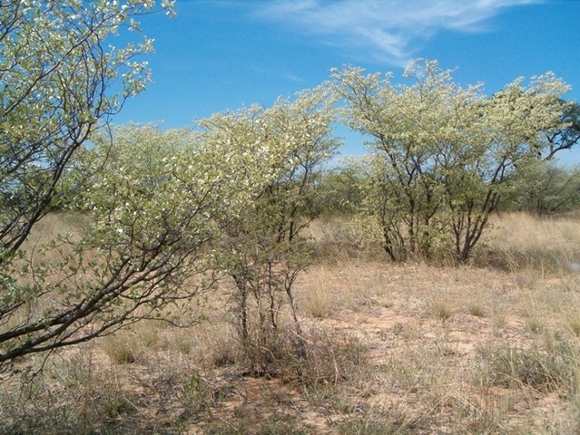 Southern view from the Confluence