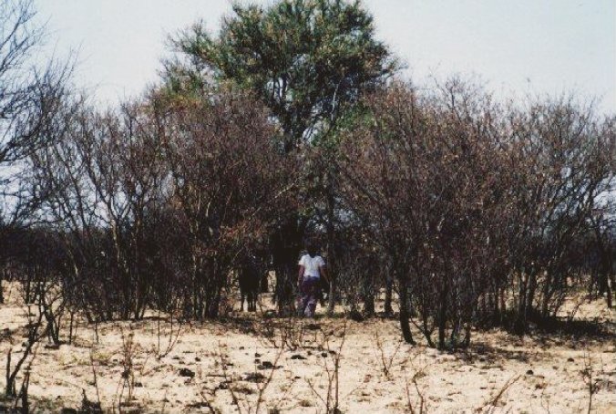 Acacia looking east