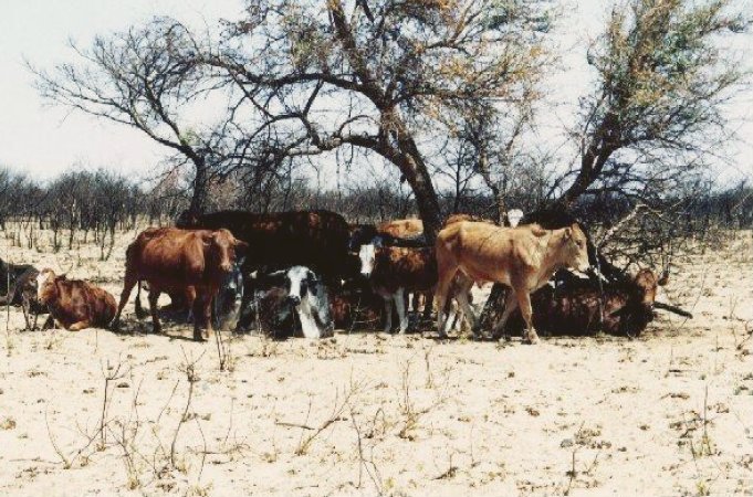 Cattlepost in Kweneng, north-west slightly from Confluence