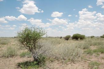 #1: Confluence point 10 meters away - right next to the tall bush