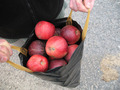 #7: Apples