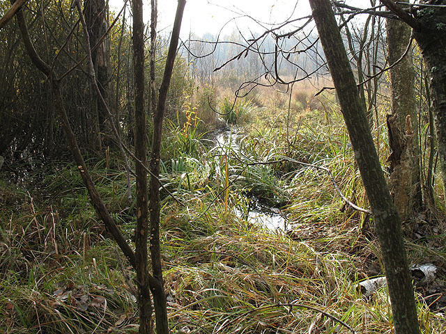 The swamp at our incomplete autumn attempt