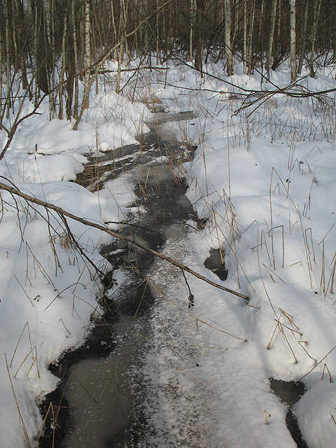 The frozen swamp