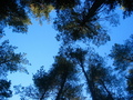 #5: View to the Sky from the Confluence