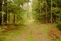#7: Forest path
