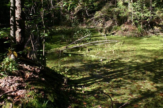 A pond nearby