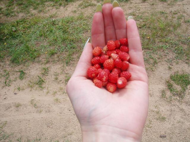 wild strawberries