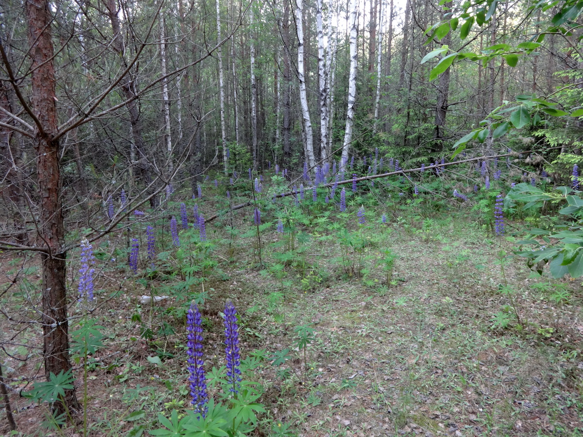 Lupins near CP / Люпины рядом с точкой