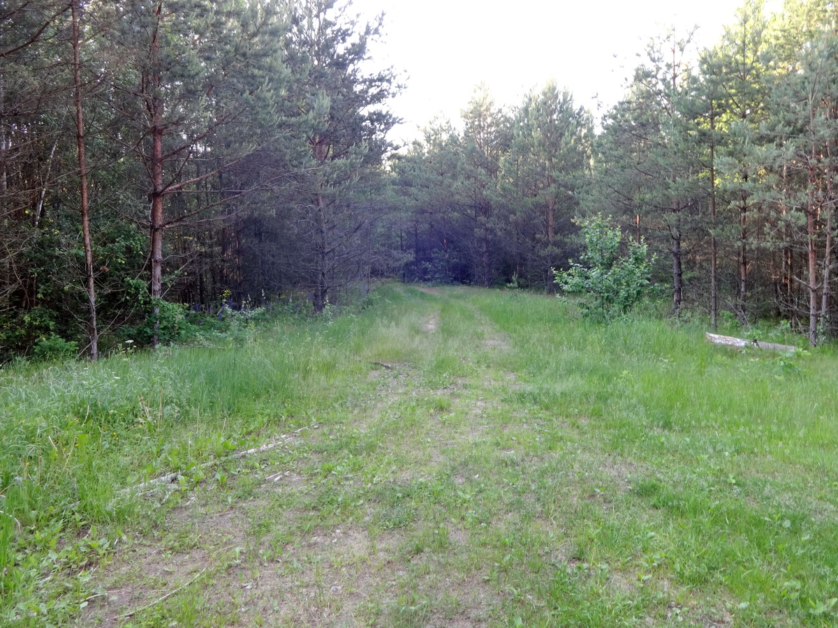 Forest road / Лесная дорога